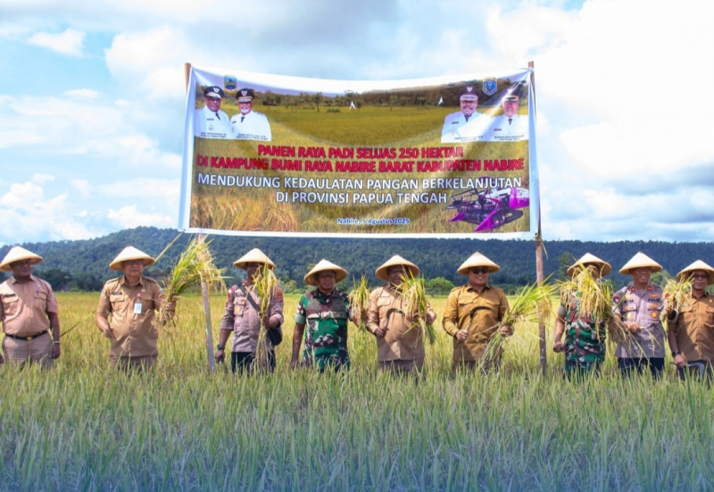 Panen Raya Padi di Kampung Bumi Raya, Distrik Nabire Barat, pada Selasa, 5 Agustus 2025