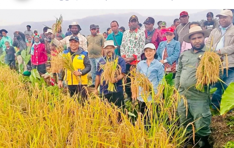 Pemerintah Provinsi Papua Pegunungan siap melaksanakan program cetak sawah 2.000 hektar bantuan Kementerian Pertanian RI di Kabupaten
