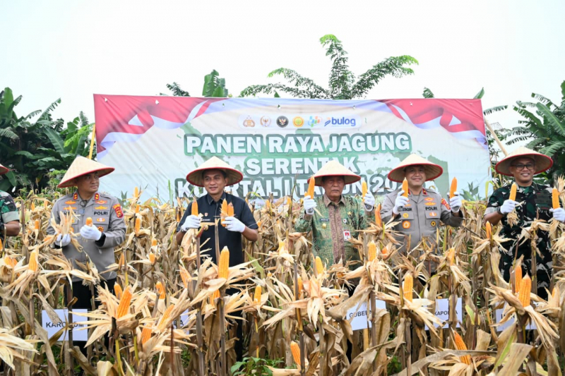 Polri Gelar Panen Raya Jagung Serentak di Muaro Jambi, Perkuat Ketahanan Pangan Nasional