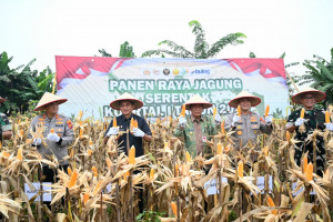 Polri Gelar Panen Raya Jagung Serentak di Muaro Jambi, Perkuat Ketahanan Pangan Nasional