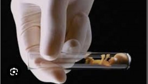 Jaga Populasi OAP, Pemprov Papua Tengah Gratiskan Program Bayi Tabung