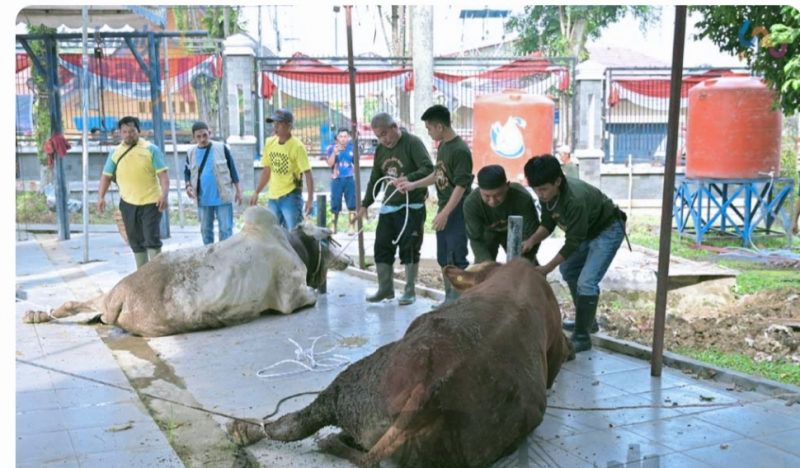 Pemkot Jambi Salurkan 187 Sapi Kurban